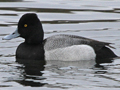 Lesser Scaup
